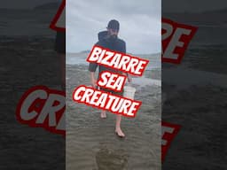 Crazy Sea Creature!