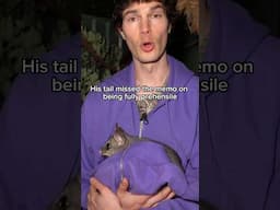 This Possum’s Tail Is Broken