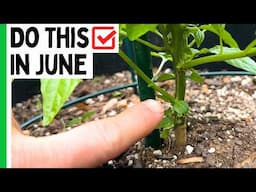 5 Essential June Tasks for Thriving Pepper Plants