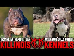 KILLINOIS KENNELS LIVE!!!!!! AMERICAN BULLY TALK !!!!! TOMORROW IT GOES DOWN!!!!!!