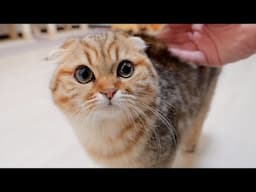 This kitten is so cute, he's still so cuddly even though he's grown up!