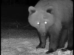 The June 3rd, 2025 Grizzly Bear Invasion Of Montana Farm