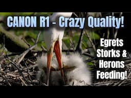 Canon R1 Amazing Wildlife Video Quality - Unique Footage of Birds Feeding Closeup in Florida