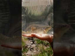 We saved a threatened Apache trout.