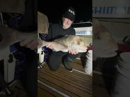 🎣 Lord of the Snapper – Victoria’s Ultimate Winter Snapper Fishing Competition