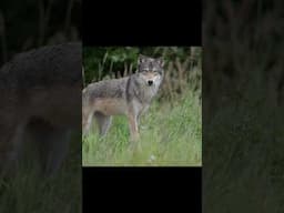 Remote camping and wildlife photography.