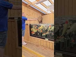 HAND FEEDING EPIC KOI POND | MAIDENHEAD AQUATICS ASCOT