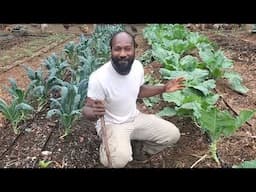 Let's Clean Up Our Brassicas and Make Some Compost Tea