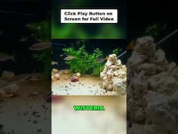 Easy Aquarium Plants: Beginner Friendly Growth Guide!