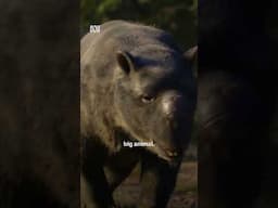 Did Aboriginal Australians have contact with Australia's ancient giant beasts