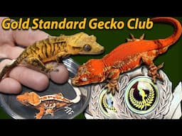 The Best Geckos in The World at Flora Fauna Expo!