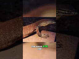 The Struggles Of My Monitor Lizard Project