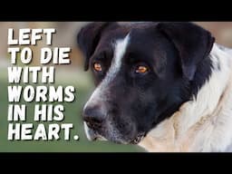 TRAUMA LEFT HIM WITH 2 PERSONALITIES | Tenerife Horse Rescue