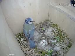 Bird Nest Box Wildlife Camera Footage - Green Feathers