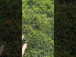 Crazy lawn repair results
