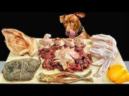 BEST ASMR MUKBANG PITBULL EATING RAW FOODS
