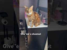 @Gardetrace  #meows #cat #viralshort #car #cat #bengalcatsworld