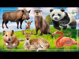 Bustling Animal World Sounds Around Us - Wolf, Peacock, Pig, Crocodile, Donkey - Animal Sounds