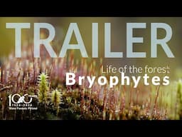 Trailer of the film "Life of the forest. Bryophytes". Premieres on June 11.