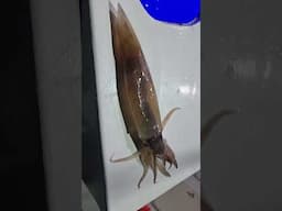 NZ Arrow Squid