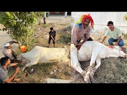 Qasai Ny Hmara Janwar Qurban Kr Dea 🥰 Sab Ko Mar Na Lga 😨