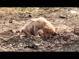 A paralyzed puppy was abandoned and had to eat dirt to fill his stomach