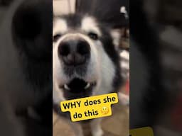 Incredible Malamute Howling Compilation