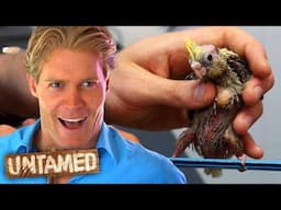 Amazing Rescue for a Three-Week-Old Cockatiel! | Full Episode