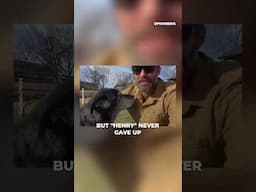Senior dog finds his savior #shorts