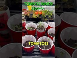 Tomato Wars Update! #gardening #gardeninghacks #tomatoes