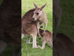 🦘5 Bizarre Facts About Kangaroos You Won’t Believe! 🤯 #short #animalfacts