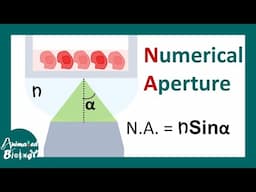 Numerical aperture of a microscope