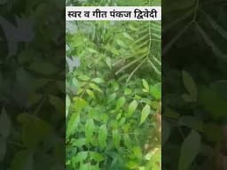 चलो हम पेड़ लगाते हैं | पेड़ लगाओ देश बचाओ | Pankaj Dwivedi | वृक्षारोपण | वायरल रील