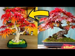 The newest stunning Japanese Maple that you absolutely cannot kill