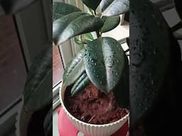 Rubber plants care in summer/indoor plants care