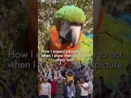Expectation set 🦜 #parrot #parrots #birds #funny
