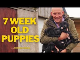 Taking EIGHT Puppies For Their First Injection