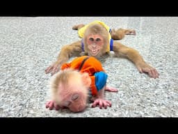 Top 1 trending monkey video! Secret at end of video