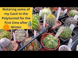 Watering my Cactus Collection in the Polytunnel for the 1st time after Winter #cactus #cacti