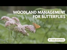 Woodland Management for Butterflies