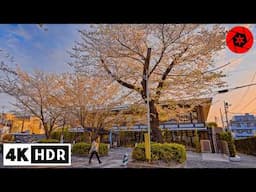 Golden Hour Sakura: Petals Falling at Sunset in Tokyo 4K HDR