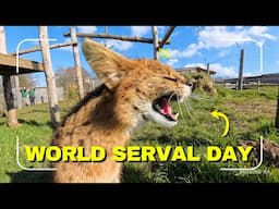 World Serval Day | Servival Campaign