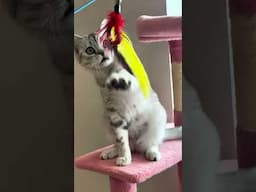 Follow us for daily doses of kitten cuteness 🐾💞  @luxurykittens_usa