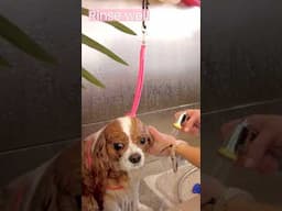 Washing Cavalier Ears – Long and Silky ears need extra care with Harley