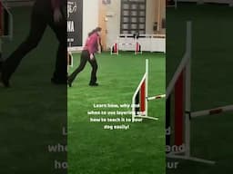 📣 What is layering in dog agility?