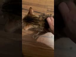 Head shake 🫨 #meows #catbreed #viralshort #bengalcatsworld