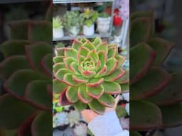 Echeveria red gilva | bikolanahardinera #shortvideo #succulent #echeveria