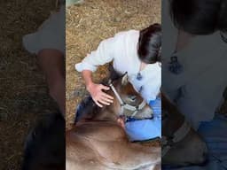 My first ever foal out of my own stallion… I’m in love ❤️