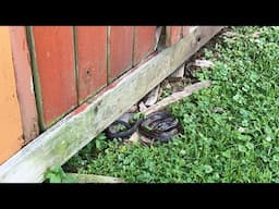 I found the snake 🐍
