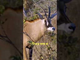 Most Beautiful Antelope: ROAN